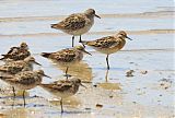 Sharp-tailed Sandpiperborder=